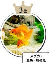 3位　メダカ・金魚・熱帯魚
